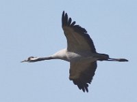 Kranich (Grus grus)  30